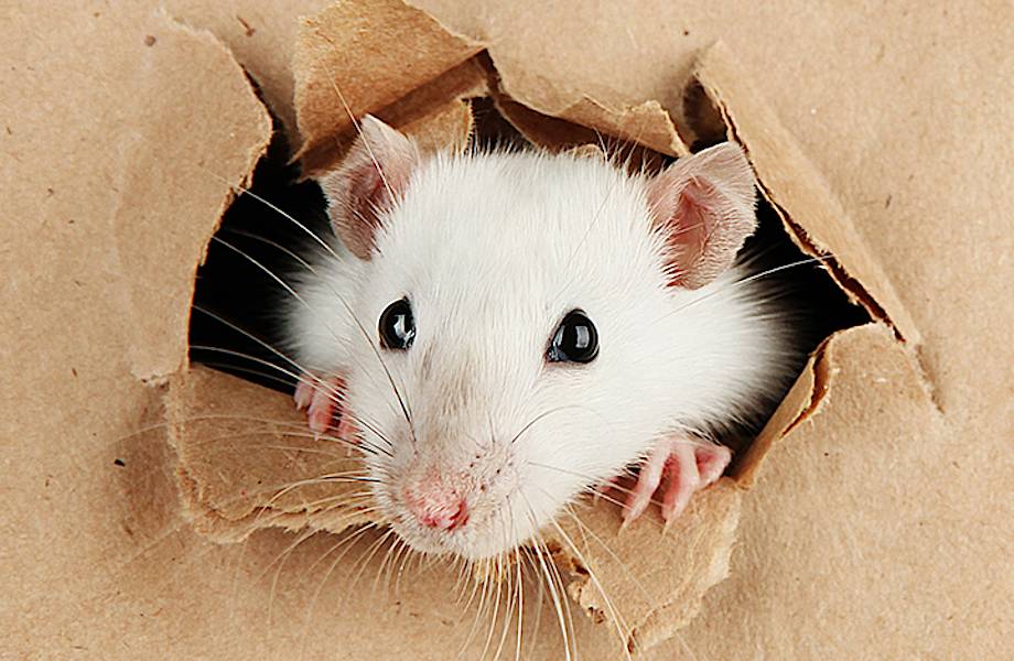 Биологи научили крыс играть в прятки: что при этом удалось выяснить Биологи научили крыс играть в прятки: что при этом удалось выяснить