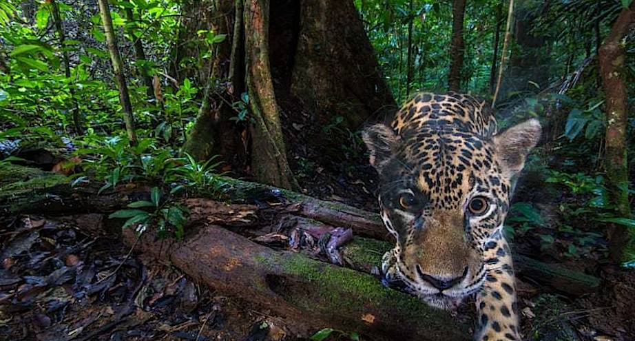 Фото дня: ягуар, попавший в фотоловушку