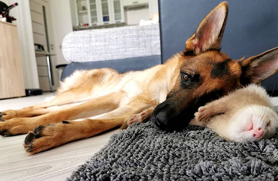 Трогательная история о том, как овчарка и хорек стали лучшими друзьями Трогательная история о том, как овчарка и хорек стали лучшими друзьями