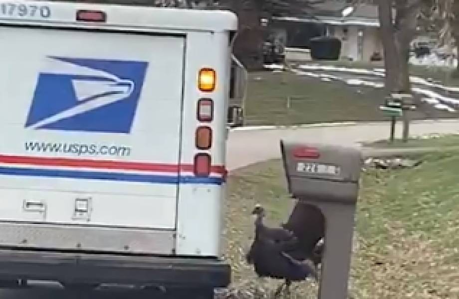 Видео: Каждый день в течение месяца индюк преследует почтальона Видео: Каждый день в течение месяца индюк преследует почтальона