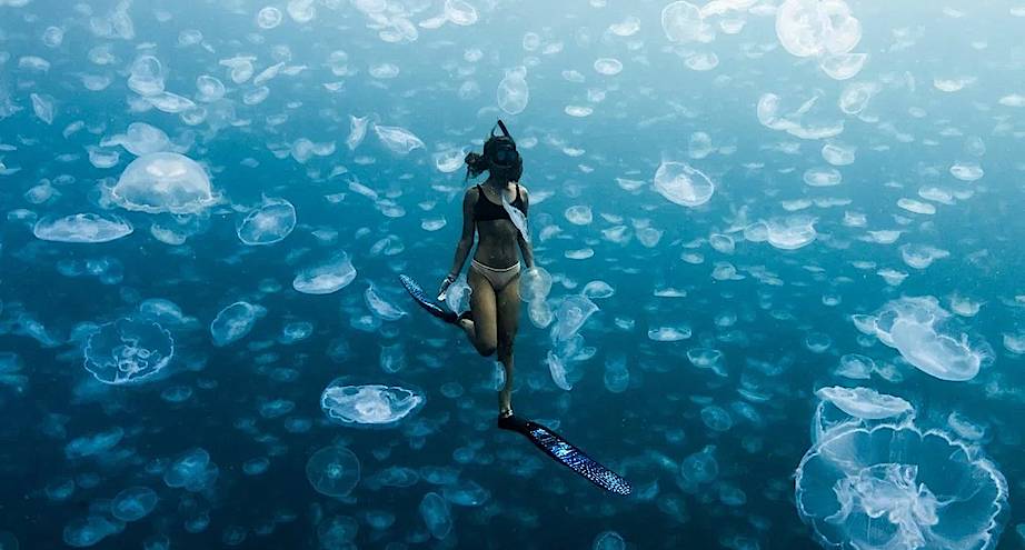 ​  Фото дня: фридайвер среди тысяч медуз