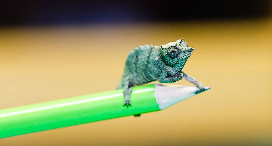 Фото дня: карликовый хамелеон в зоопарке Британии