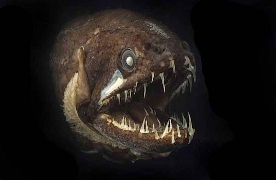 Монстры из глубин океана, которые развили сверхспособности Монстры из глубин океана, которые развили сверхспособности