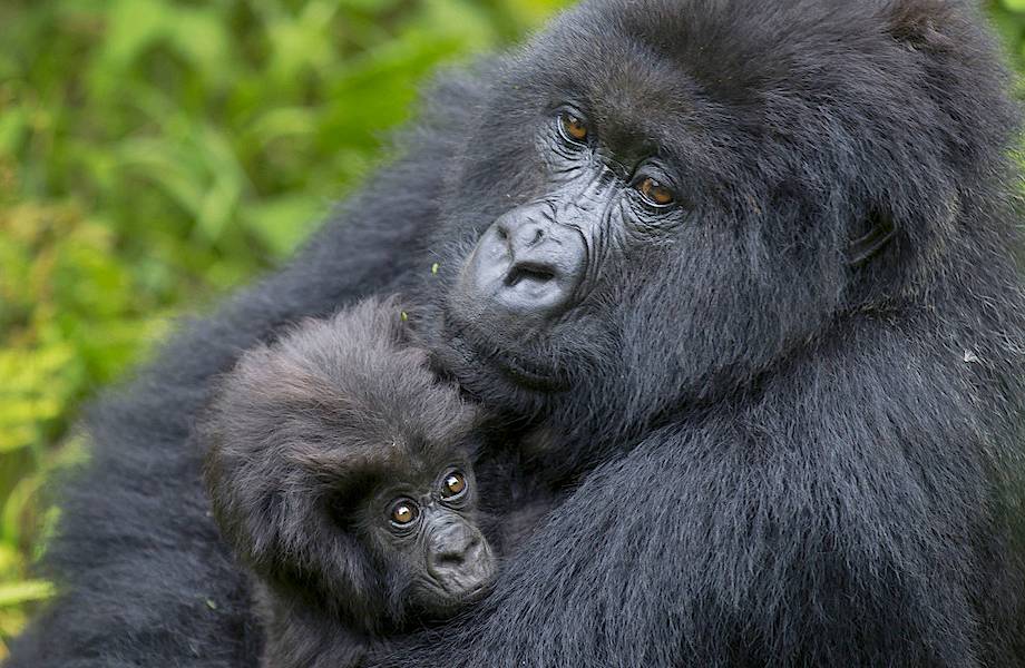 Редких горных горилл изолируют от людей на время эпидемии, чтобы спасти их Редких горных горилл изолируют от людей на время эпидемии, чтобы спасти их
