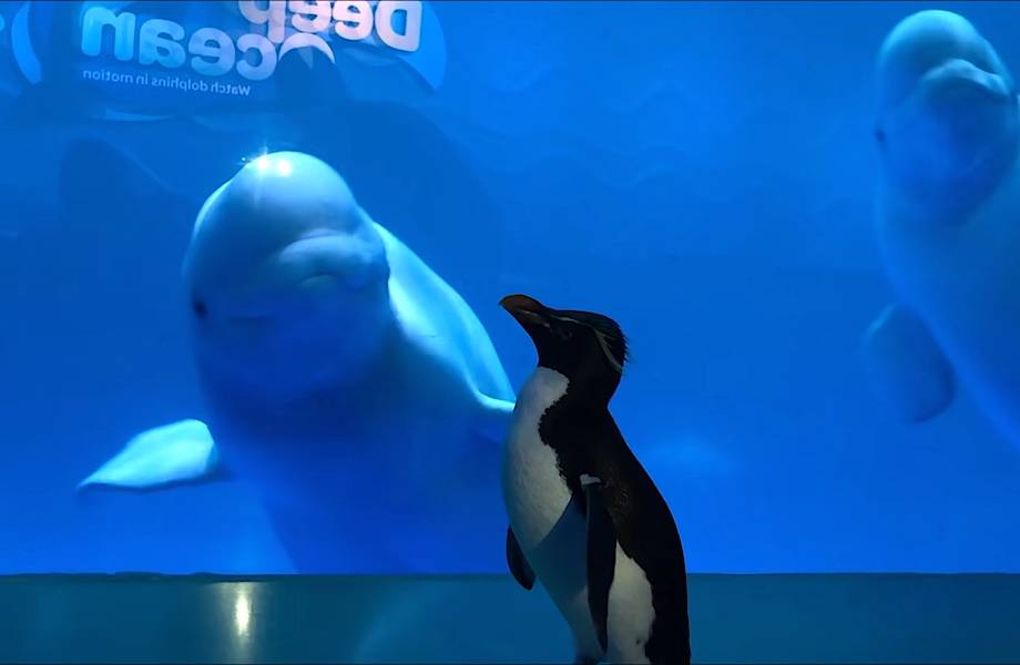 Видео: Белухи впервые в жизни увидели пингвина и были крайне удивлены Видео: Белухи впервые в жизни увидели пингвина и были крайне удивлены