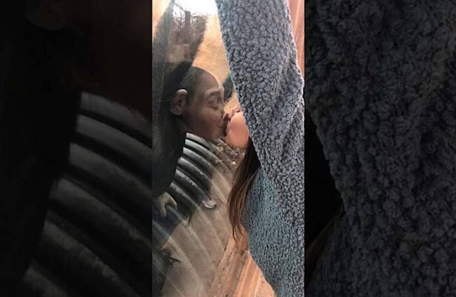 Видео: В американском зоопарке обезьяна мило поцеловала посетительницу через стекло Видео: В американском зоопарке обезьяна мило поцеловала посетительницу через стекло