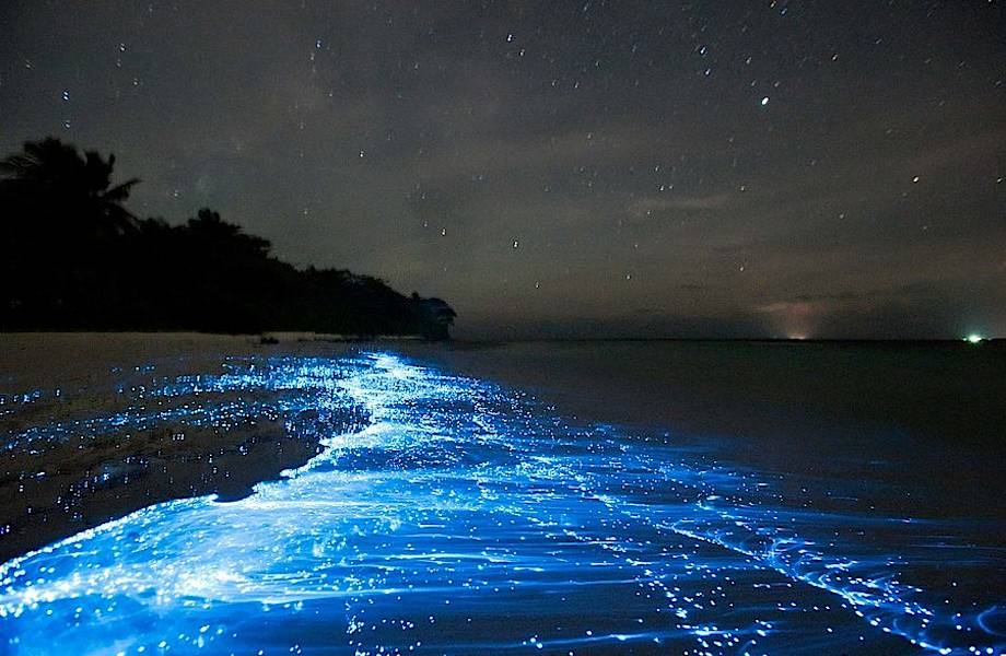 Мексиканский пляж впервые за 60 лет начал светиться Мексиканский пляж впервые за 60 лет начал светиться