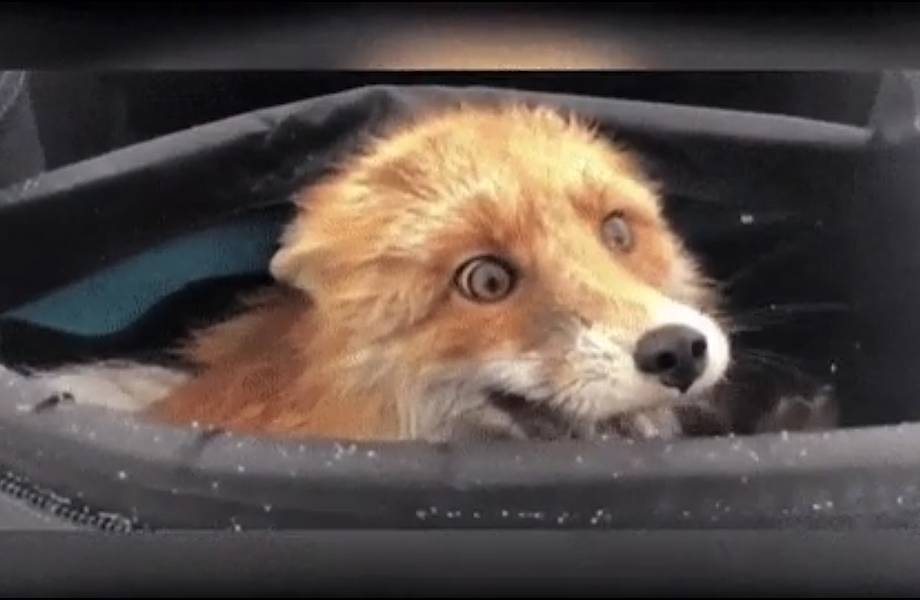 Видео: Лису нашли в рыбачьей сумке, когда она уже съела почти всю рыбу Видео: Лису нашли в рыбачьей сумке, когда она уже съела почти всю рыбу