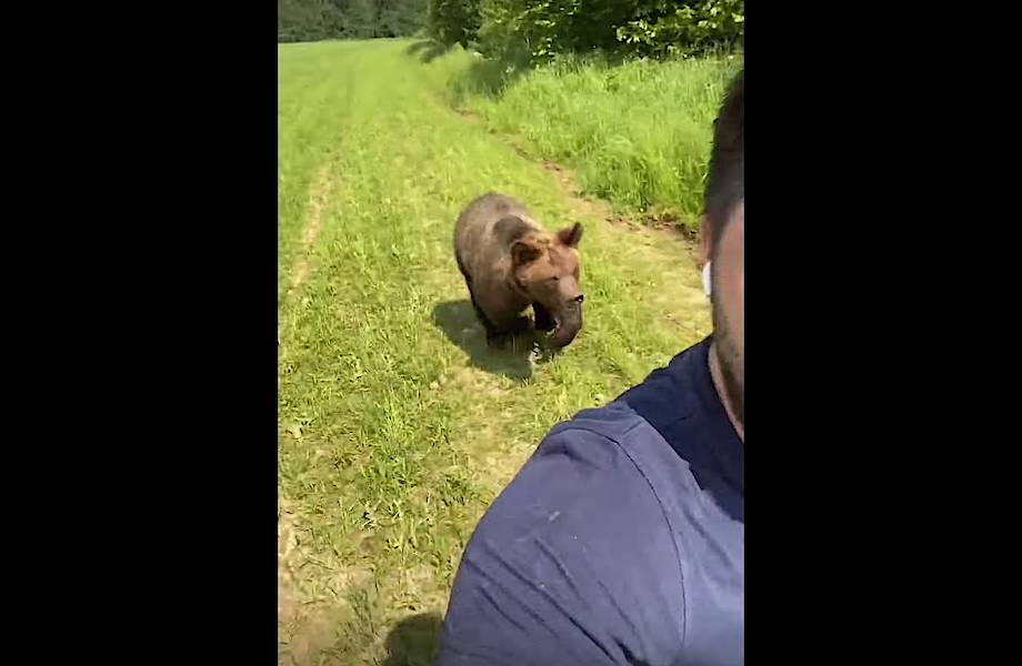 Видео: Медведь в шутку преследует человека с мороженым Видео: Медведь в шутку преследует человека с мороженым