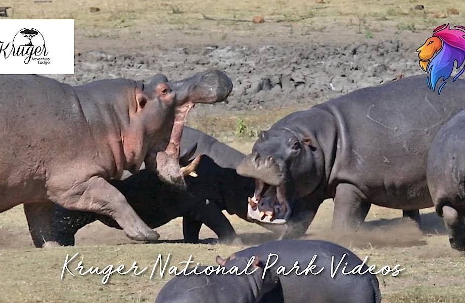 Видео: Самка бегемота заступилась за детенышей в африканском заповеднике Видео: Самка бегемота заступилась за детенышей в африканском заповеднике