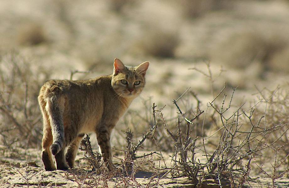 Когда кошки выбрали человека: археологические исследования переворачивают наши знания Когда кошки выбрали человека: археологические исследования переворачивают наши знания