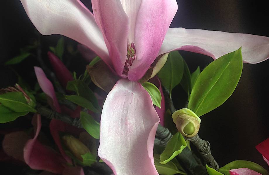 Как живые: украинская художница создает уникальные цветы из холодного фарфора Как живые: украинская художница создает уникальные цветы из холодного фарфора