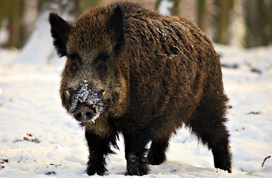 Видео: Почему дикий кабан заслуживает внимания Видео: Почему дикий кабан заслуживает внимания