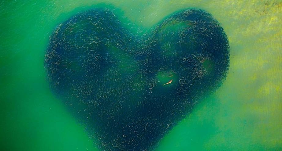 Фото дня: признание в любви от нашей планеты