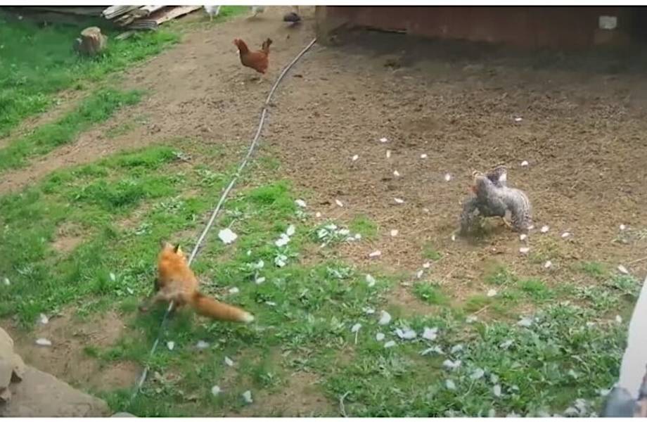 Видео: Лиса против петуха — разозлившийся глава курятника обратил в бегство хищницу Видео: Лиса против петуха — разозлившийся глава курятника обратил в бегство хищницу