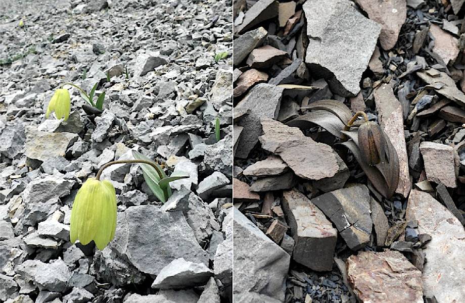 Цветок научился превращаться в камень, чтобы его не срывали люди Цветок научился превращаться в камень, чтобы его не срывали люди