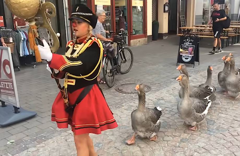 Видео: Гуси идут друг за другом на музыкальном фестивале в Германии Видео: Гуси идут друг за другом на музыкальном фестивале в Германии
