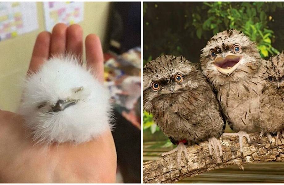 12 фото очаровательных птенцов лягушкорота 12 фото очаровательных птенцов лягушкорота