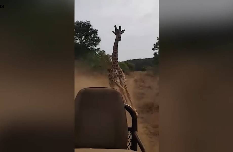 Видео: Жираф устроил зрелищную погоню за внедорожником во время сафари Видео: Жираф устроил зрелищную погоню за внедорожником во время сафари