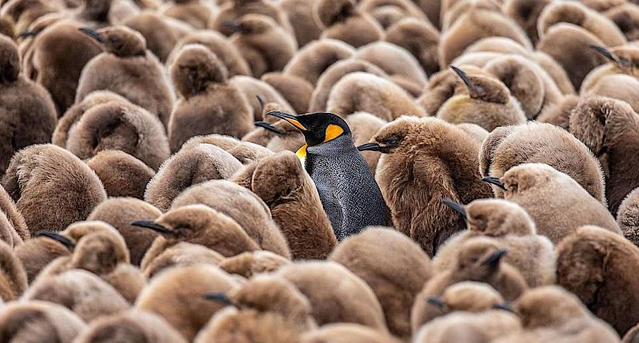 Фото дня: пингвин-воспитатель в пингвиньем детском саду