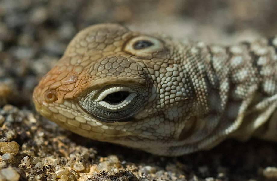 У рептилии, пережившей динозавров, есть третий глаз, но использует она его необычно У рептилии, пережившей динозавров, есть третий глаз, но использует она его необычно