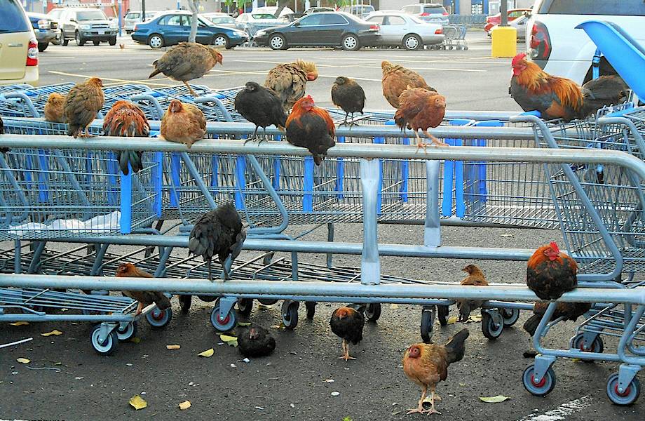 Гавайский остров, на котором живут тысячи диких кур Гавайский остров, на котором живут тысячи диких кур