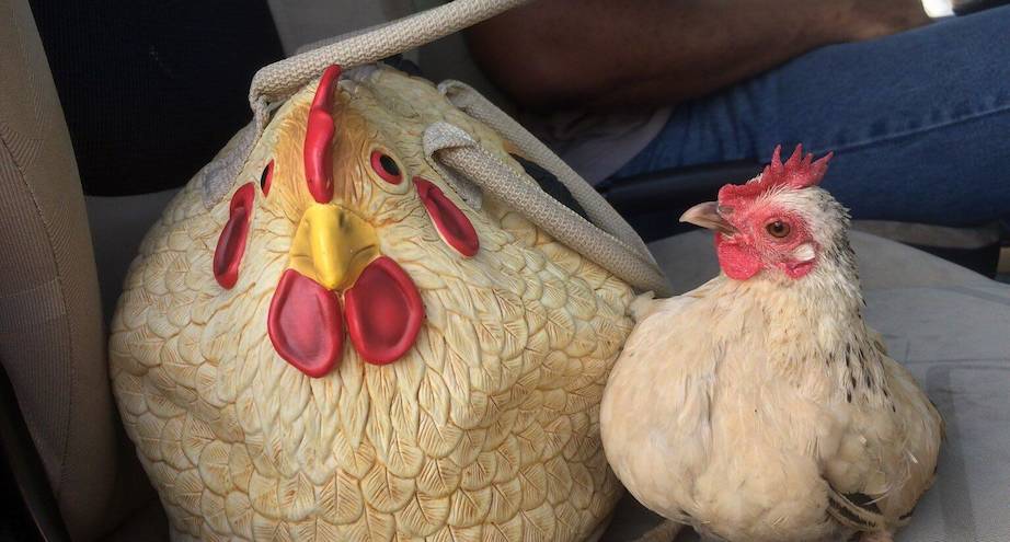 Фото дня: даже курица в недоумении