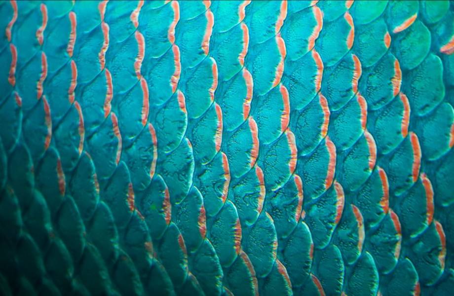 Что узнают ученые подглядывая за животными: забавная подборка Что узнают ученые подглядывая за животными: забавная подборка