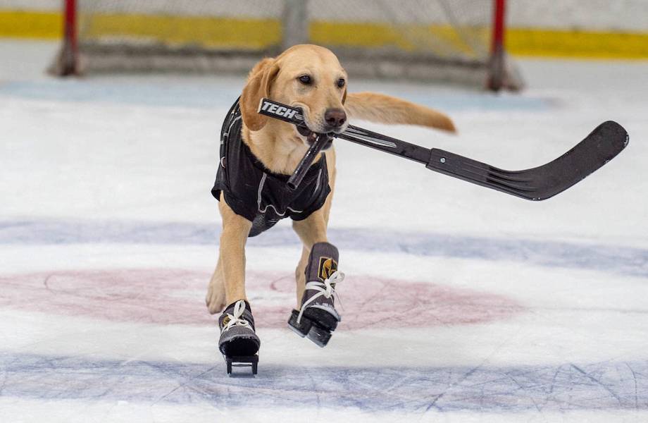 Видео: Собака катается по льду на коньках Видео: Собака катается по льду на коньках