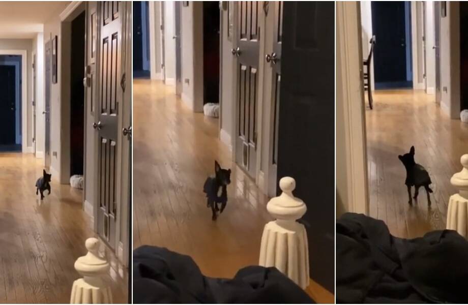 Видео: Щенок чихуахуа ходит так, словно в прошлой жизни был лошадью Видео: Щенок чихуахуа ходит так, словно в прошлой жизни был лошадью