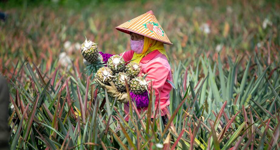 Фото дня: китайский фермер собирает ананасы