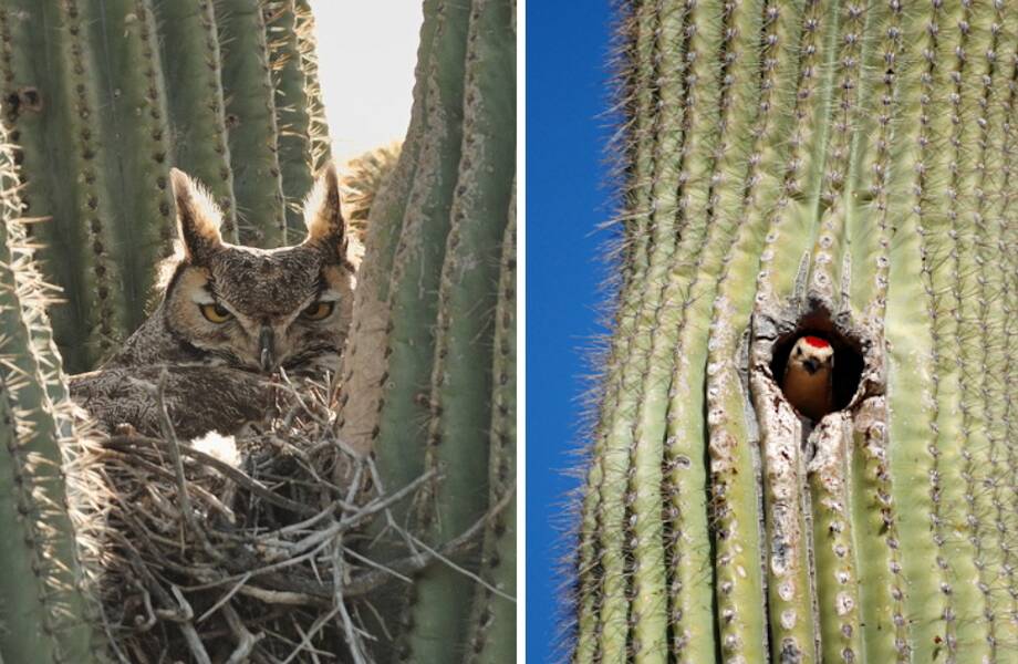 Каково жить на кактусе: самые необычные жильцы «многоквартирного» 20-метрового сагуаро Каково жить на кактусе: самые необычные жильцы «многоквартирного» 20-метрового сагуаро