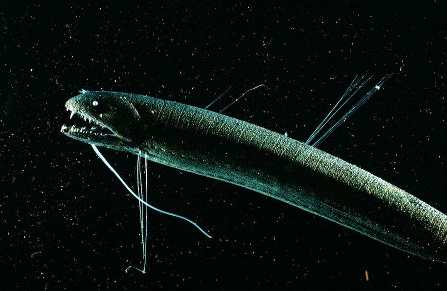 Видео: Загадочная черная рыба-дракон — создание из темных глубин с прозрачными зубами Видео: Загадочная черная рыба-дракон — создание из темных глубин с прозрачными зубами