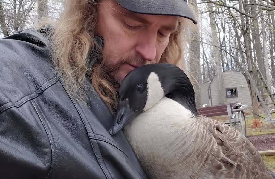 Видео: Американец приютил гусенка, которого не замечала мать, и научил его летать Видео: Американец приютил гусенка, которого не замечала мать, и научил его летать