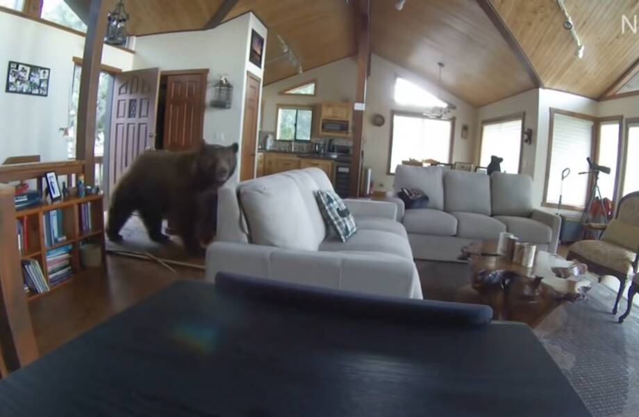 Видео: Медведь стучится в дверь, а после выбивает ее и входит в дом без приглашения Видео: Медведь стучится в дверь, а после выбивает ее и входит в дом без приглашения