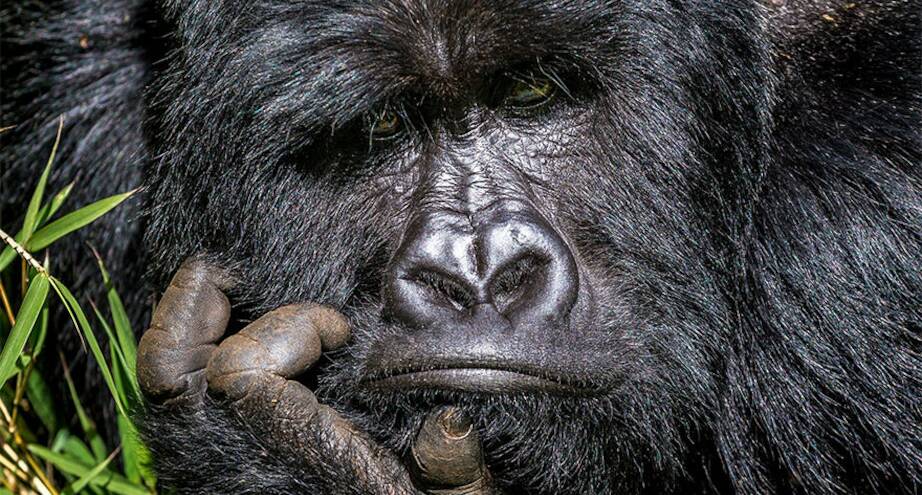 Фото дня: думу думает