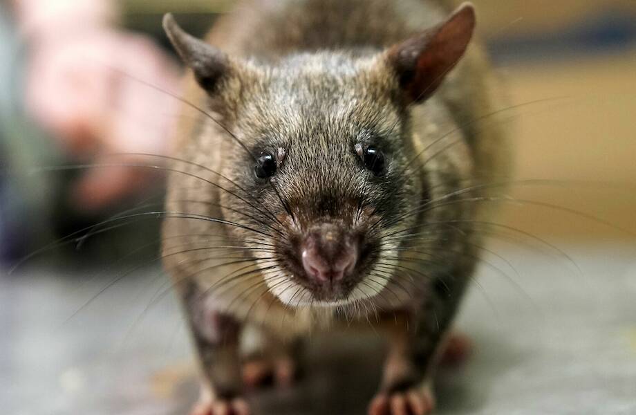 Видео: Парень подкармливал крысу, и однажды она спасла его семью Видео: Парень подкармливал крысу, и однажды она спасла его семью