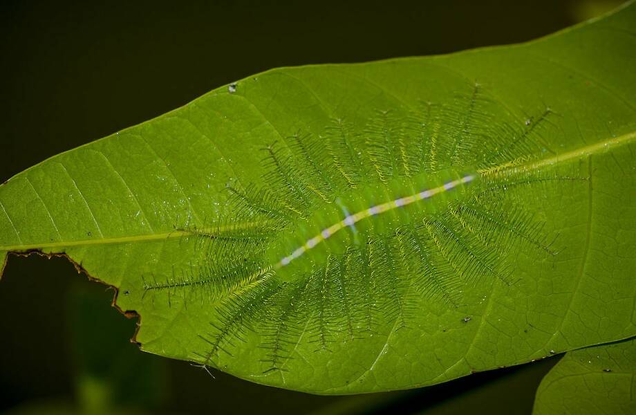 Необычная гусеница, которая овладела в совершенстве техникой камуфляжа Необычная гусеница, которая овладела в совершенстве техникой камуфляжа