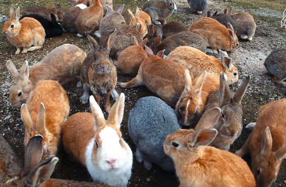 Видео: Окуносима — японский остров ядовитых газов, где живут только кролики Видео: Окуносима — японский остров ядовитых газов, где живут только кролики