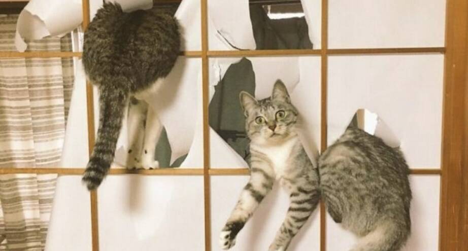 Фото дня: хозяин должен был вернуться позже