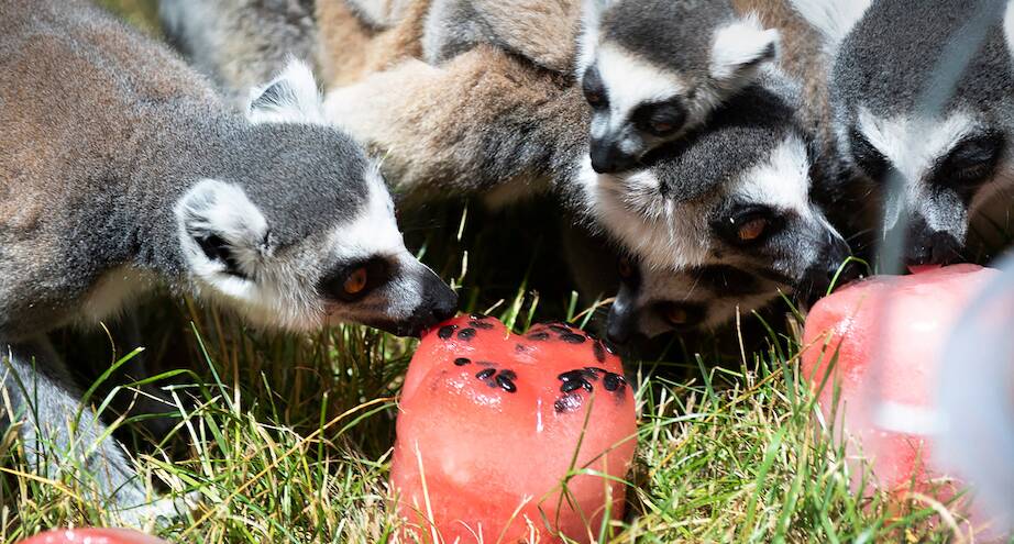 Фото дня: мороженое для животных