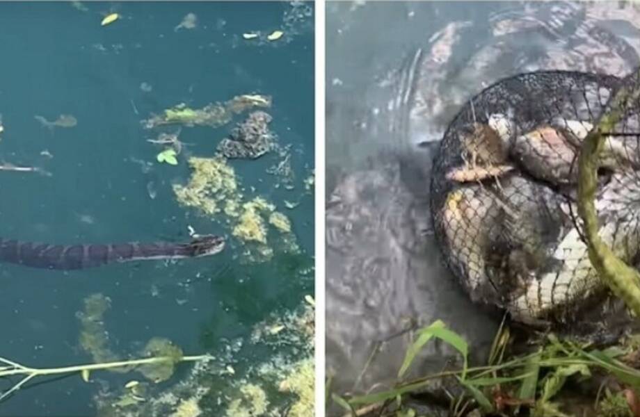 Видео: Змея пытается украсть у рыбака улов Видео: Змея пытается украсть у рыбака улов
