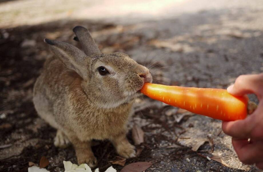 Видео: Популярные факты, которые оказались ложью Видео: Популярные факты, которые оказались ложью