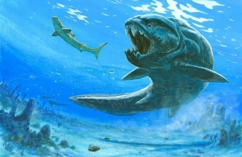 Видео: Самые необычные находки палеозоологов — археологов, изучающих вымерших животных Видео: Самые необычные находки палеозоологов — археологов, изучающих вымерших животных