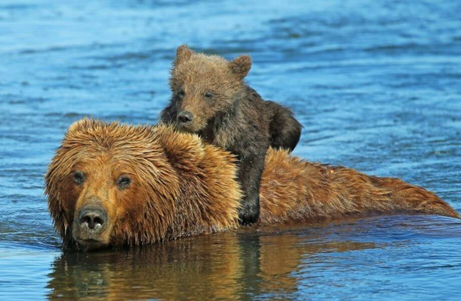 Видео: Медведица поделилась с рыбаком уловом в благодарность за спасение медвежонка Видео: Медведица поделилась с рыбаком уловом в благодарность за спасение медвежонка
