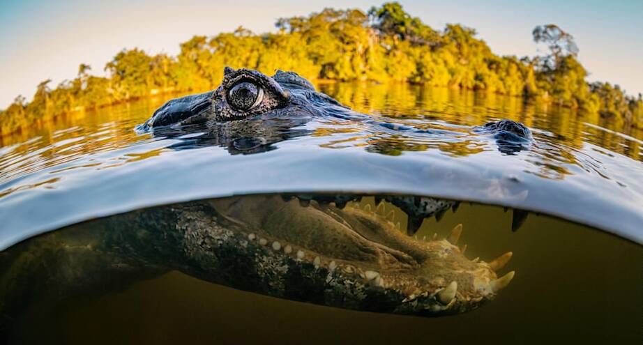 Фото дня: бразильский кайман позирует фотографу