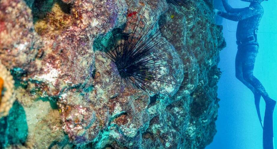 Фото дня: морской еж из Индо-Тихоокеанских вод перебрался в Средиземное море