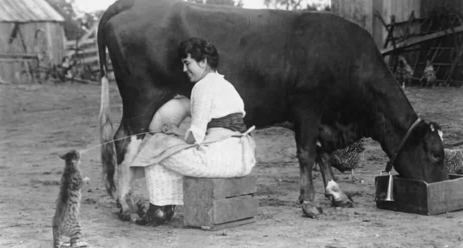 Фото дня: кот на ферме