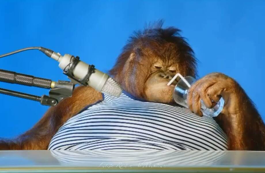 Видео: Орангутаны попробовали себя в роли АСМР-блогеров Видео: Орангутаны попробовали себя в роли АСМР-блогеров