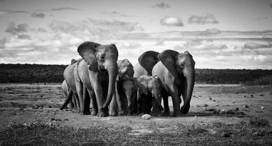 Фото дня: семья слонов на прогулке